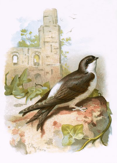 Martin - English School