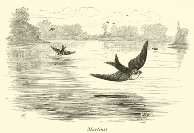 Martins - English School