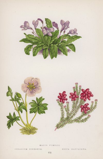 Mazus Pumilio; Geranium Cinereum; Erica Mackaiana - English School