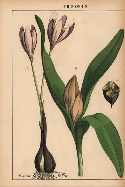 Colchique des prés avec fleur violette, de "The Instructive Picturebook, or Lessons from the Vegetable World," [Charlotte Mary Yonge], Édimbourg - English School