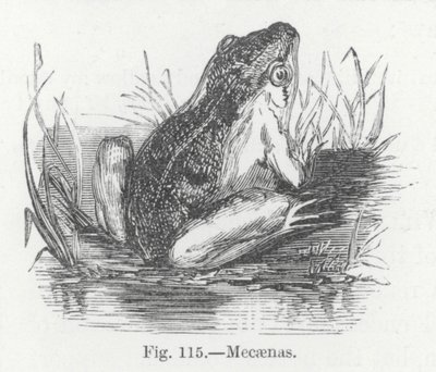 Mecaenas (gravure) - English School