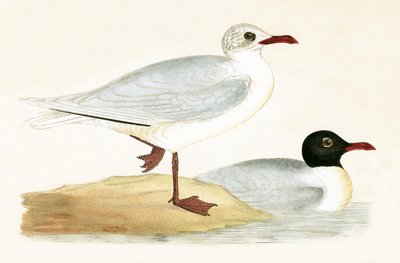 Mouette rieuse méditerranéenne, illustration de 