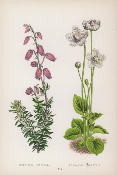Menziesia Polifolia; Parnassia Palustris - English School