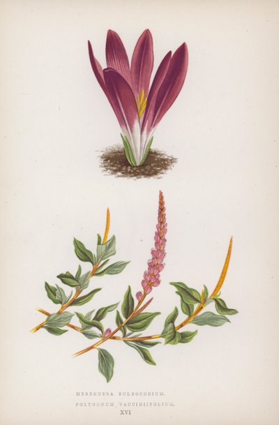 Merendera Bulbocodium; Polygonum Vaccinifolium - English School