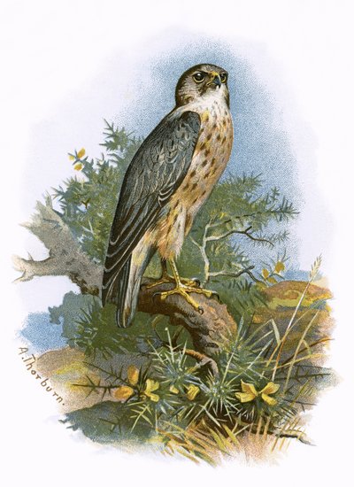Merlin - English School
