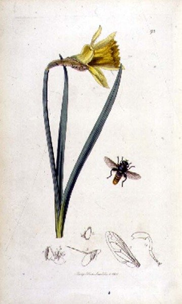 Merodon clavipes (mouche syrphe) et jonquille, pub. par John Curtis dans 