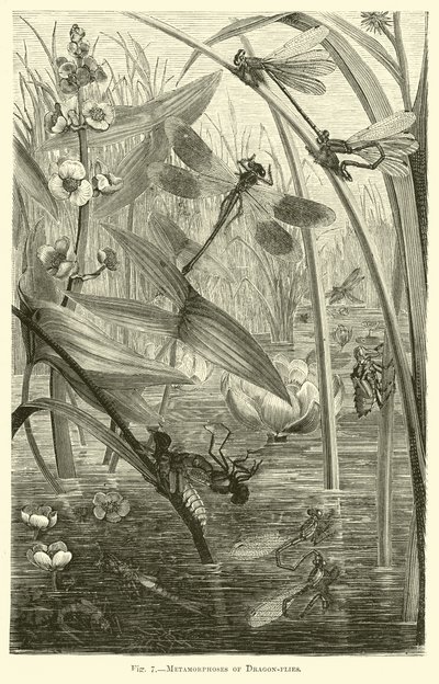 Métamorphoses des libellules - English School