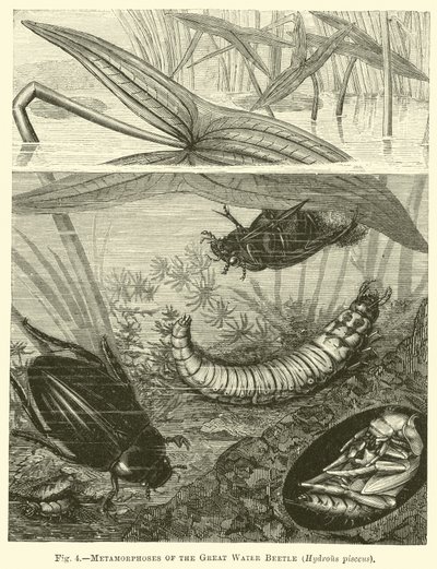 Métamorphoses du grand coléoptère aquatique, Hydrous pisceus - English School