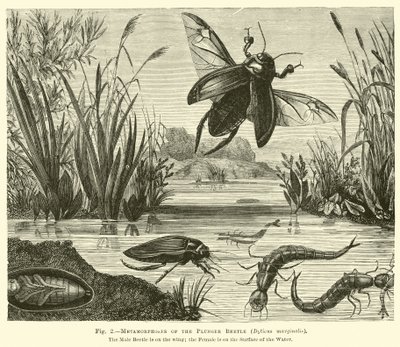 Métamorphoses du coléoptère plongeur, Dyticus marginalis - English School