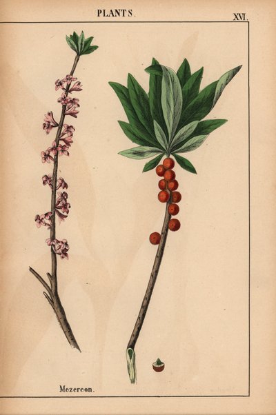 Mézéréon avec des baies rouges et des fleurs roses, de 