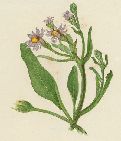 Aster Tripolium - English School