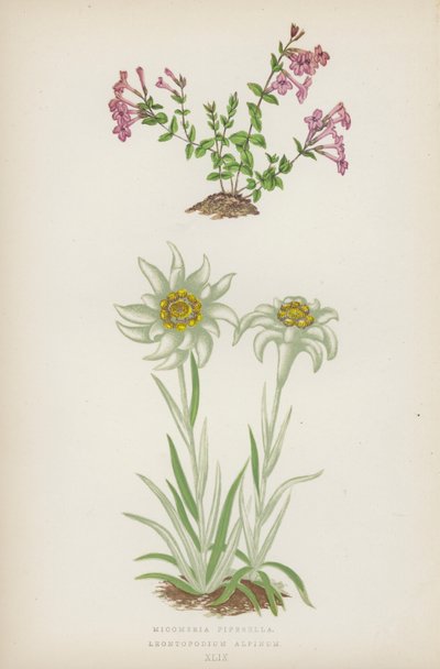 Micomeria Piperella; Leontopodium Alpinum - English School