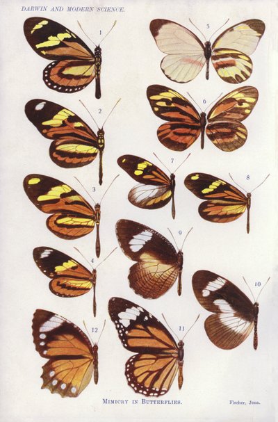 Mimétisme chez les papillons (lithographie en couleur) - English School