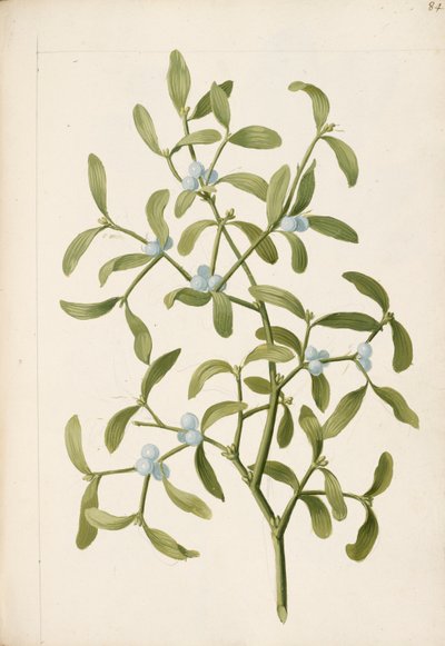 Gui. Une plante hémiparasite - English School
