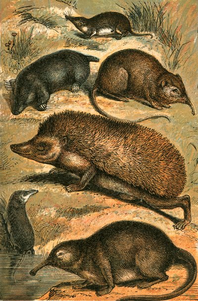 Taupe, Musaraigne, Musaraigne Éléphant, Hérisson, Musaraigne d