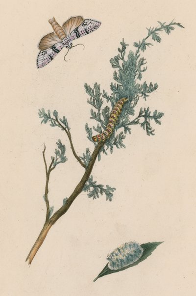 Papillon, chenille et chrysalide - English School