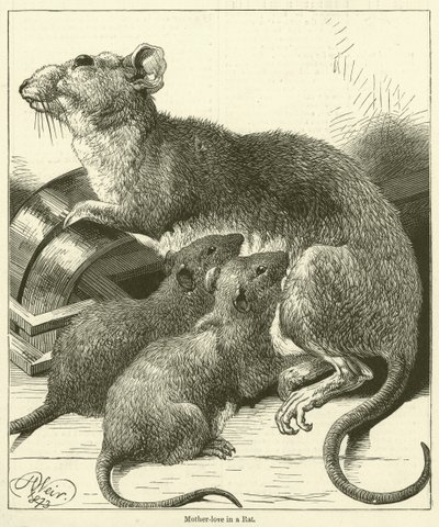 Amour maternel chez un rat (gravure) - English School