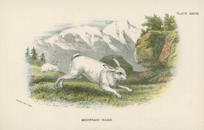 Lièvre des montagnes - English School