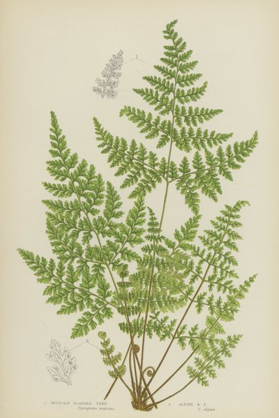 Fougère vessie des montagnes, fougère vessie alpine - English School