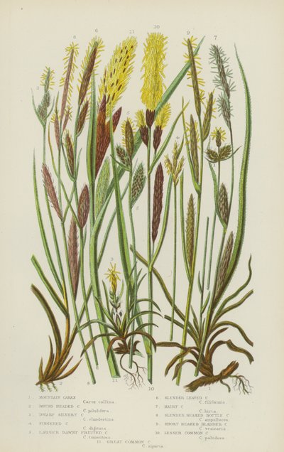 Carex des montagnes, Carex à tête ronde, Carex nain argenté, Carex à doigts, Plus grand carex à fruits duveteux - English School