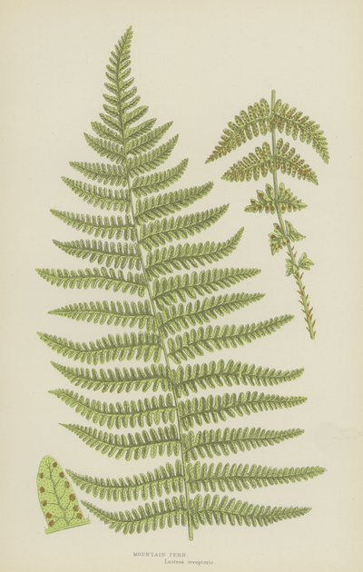 Fougère des montagnes - English School