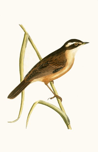 Fauvette moustachue, illustration de 