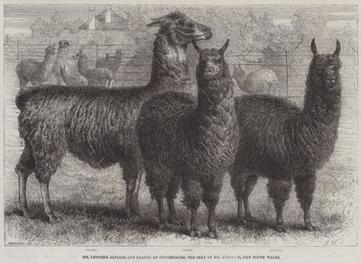 Les alpagas et lamas de M. Ledger à Sophienburg, la résidence de M. Atkinson, Nouvelle-Galles du Sud (gravure) - English School