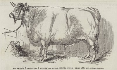 Le bouvillon à courtes cornes de M. Smith, âgé de 3 ans et 3/4 mois, prix £20 et médaille d