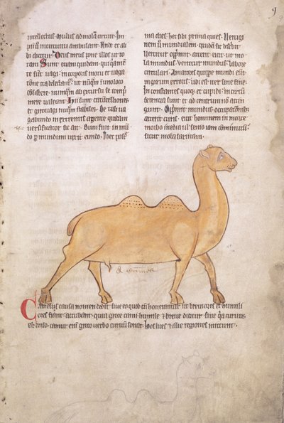 Ms.254 f.9r Camel from a bestiary in Latin, English, early 13th century (manuscript) - English School