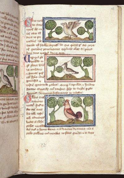 Ms 379, f.25r : Trois oiseaux au sol, d