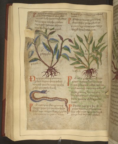 Illustrations de Petersilie, Cawel et un serpent, d