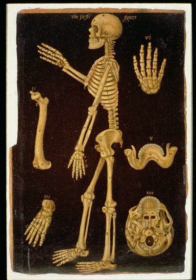 Ms Hunter 364 Table III Dissection, des Tables Anatomiques, par John Banister (1540-1610) - English School