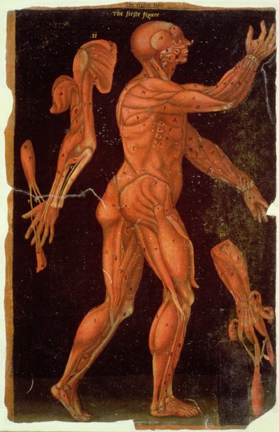 Table VIII Dissection, des Tables Anatomiques, par John Banister - English School
