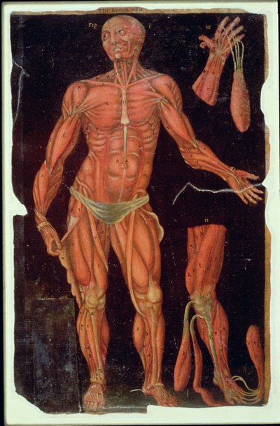 Ms Hunter 364 Table VII Dissection, des Tables Anatomiques, par John Banister (1540-1610) - English School