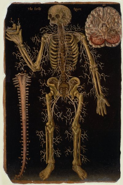 Ms Hunter 364 Table VI Dissection, de Anatomical Tables, par John Banister - English School