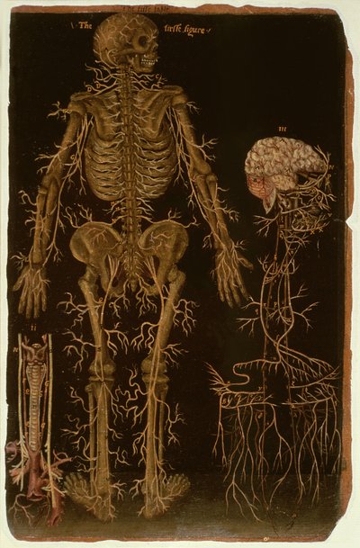 Ms Hunter 364 Table V Dissection, de Anatomical Tables, par John Banister - English School