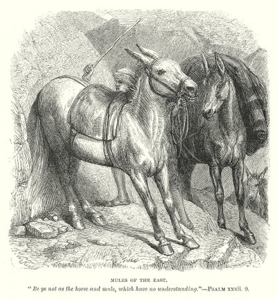 Mules d