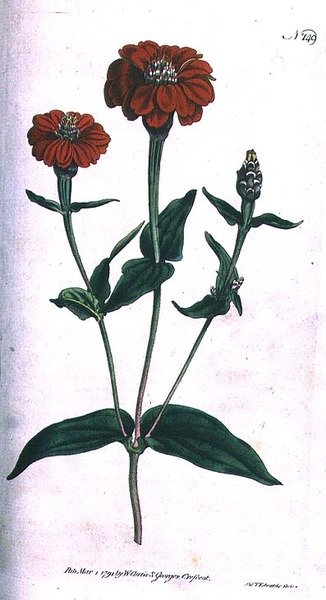 Zinnia à Fleurs Multiples (Zinnia multiflora), planche 149 de 