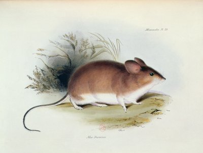 Mus Darwinii, illustration de La Zoologie du Voyage du H.M.S. Beagle, 1832-36, par Charles Darwin (1809-92), 1840 - English School