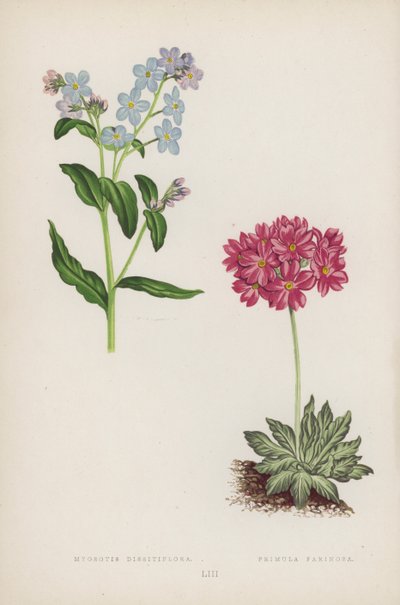 Myosotis Dissitiflora ; Primevère Farinosa (lithographie en couleur) - English School