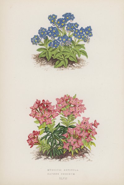 Myosotis Rupicola; Daphne Cneorum - English School