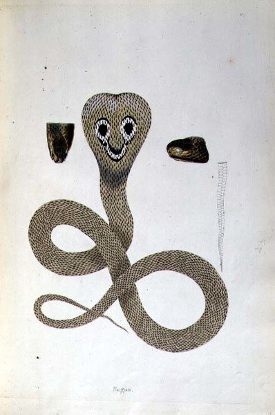 Nagoo Snake de 