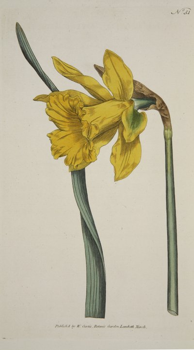 Narcissus Major (Grand Narcisse), de The Botanical Magazine or Flower Garden Displayed, pub. 1793 (gravure coloriée à la main) - English School