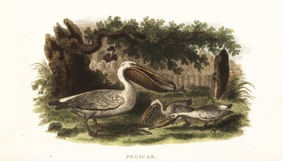 Méthode de pêche des Amérindiens avec des pélicans - English School