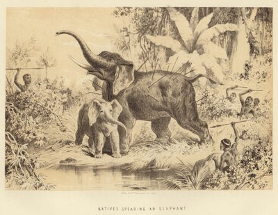 Indigènes harponnant un éléphant - English School