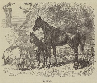 Nature (gravure) - English School