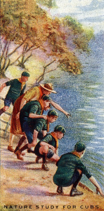 Étude de la nature pour louveteaux, 1929 - English School