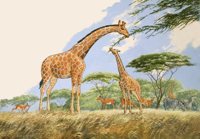 Merveille de la nature : Thé pour la girafe - English School