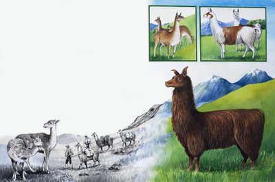 Le royaume de la nature : Regardez -- Pas de bosses ! - English School