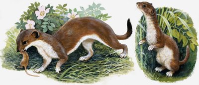 Le Royaume de la Nature : Les Chasseurs de notre Île - English School